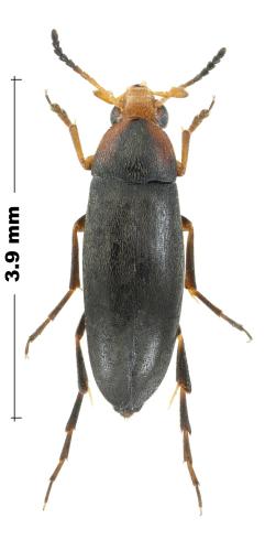Réf. 299 008 : Anaspis frontalis